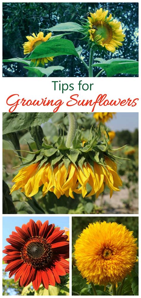 How to Grow and Care for Sunflowers .